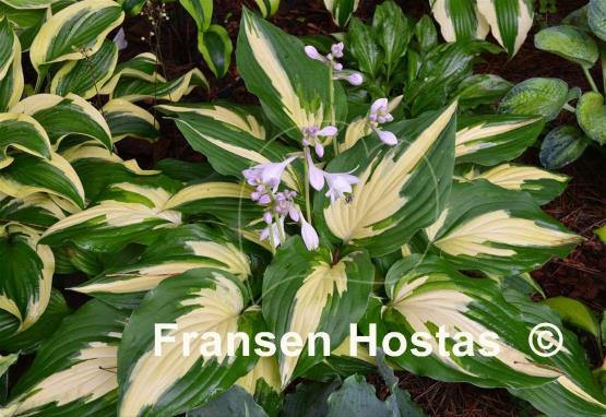 Hosta Christmas Candy